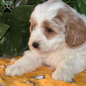 Blizzard, Mini Goldendoodle Puppy