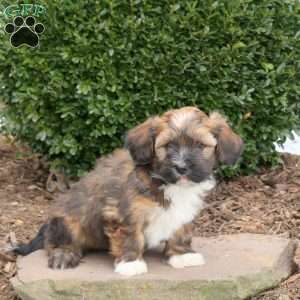 Blizzard, Havanese Puppy