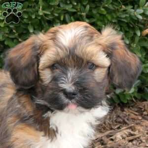 Blizzard, Havanese Puppy