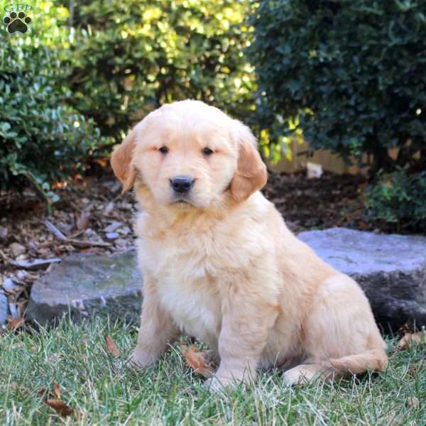 Blossom, Golden Retriever Puppy