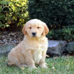 Blossom, Golden Retriever Puppy
