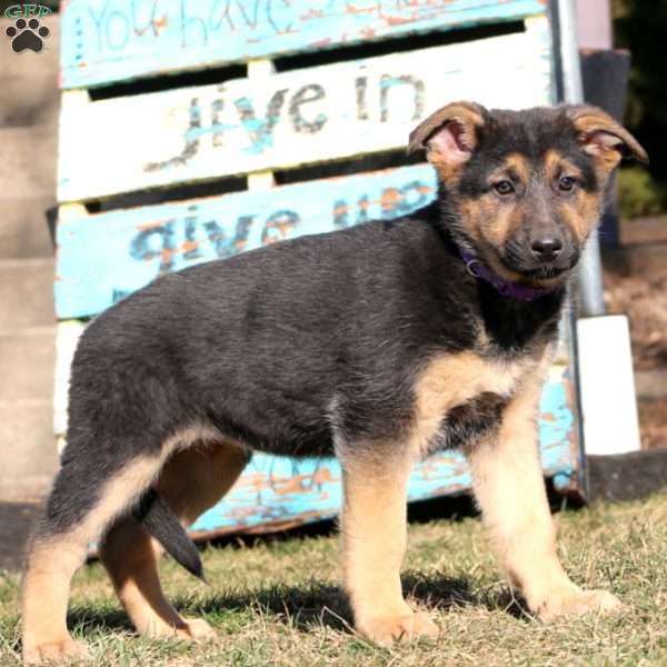 Blossom, German Shepherd Puppy