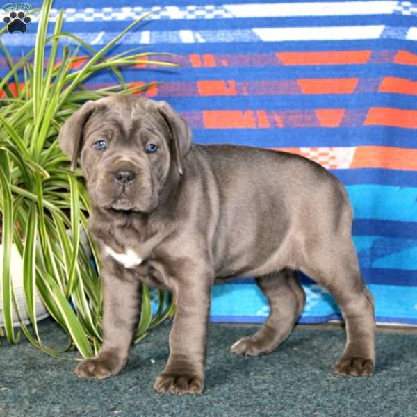 Blossom, Cane Corso Puppy