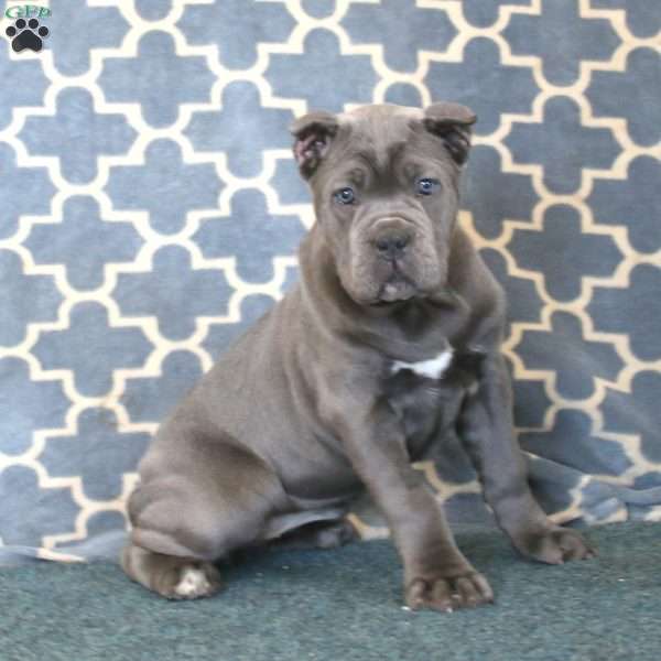 Blossom, Cane Corso Puppy
