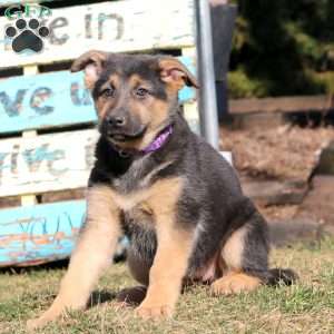 Blossom, German Shepherd Puppy