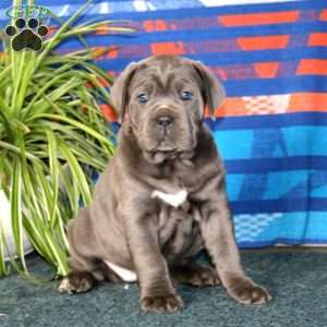 Blossom, Cane Corso Puppy