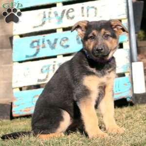 Blossom, German Shepherd Puppy