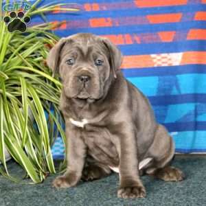 Blossom, Cane Corso Puppy