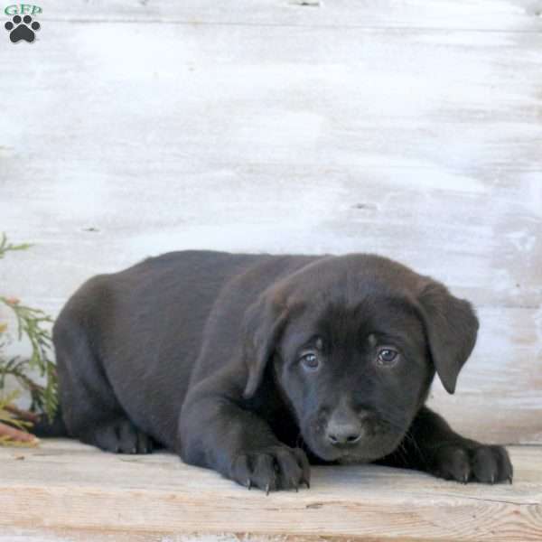 Bobby, Labrador Mix Puppy