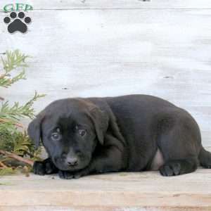 Bobby, Labrador Mix Puppy