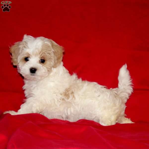 Bobby, Maltipoo Puppy