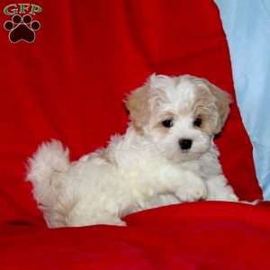Bobby, Maltipoo Puppy