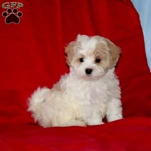 Bobby, Maltipoo Puppy