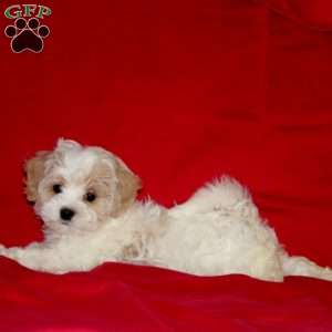 Bobby, Maltipoo Puppy