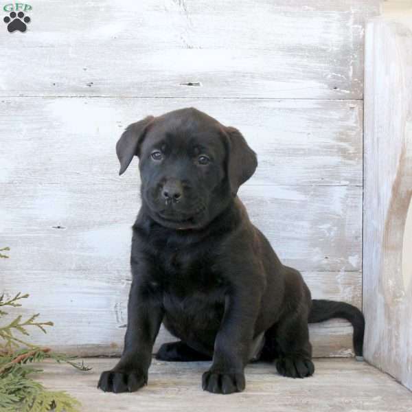Bonnie, Labrador Mix Puppy
