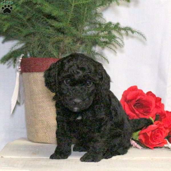 Bonnie, Yorkie Poo Puppy