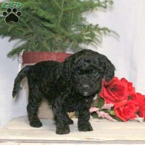 Bonnie, Yorkie Poo Puppy