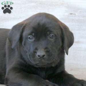 Bonnie, Labrador Mix Puppy