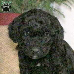 Bonnie, Yorkie Poo Puppy