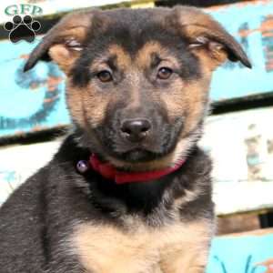 Bonnie, German Shepherd Puppy