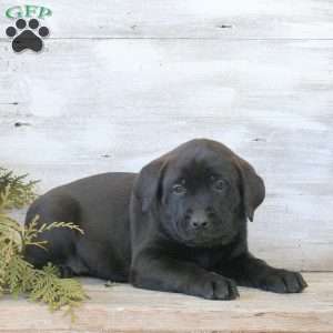 Bonnie, Labrador Mix Puppy