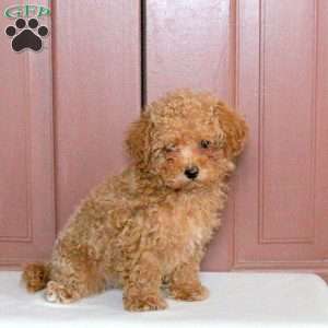 Booker, Maltipoo Puppy