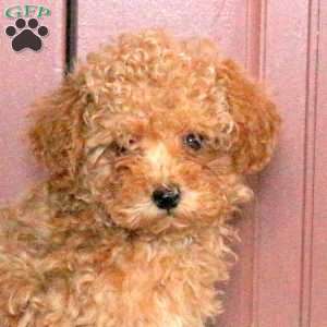 Booker, Maltipoo Puppy