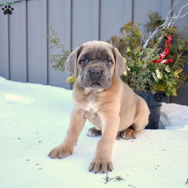 Boomer, Cane Corso Puppy