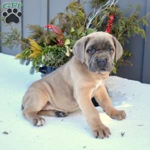 Boomer, Cane Corso Puppy