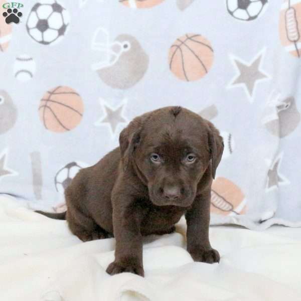 Boone, Chocolate Labrador Retriever Puppy