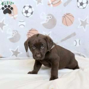 Boone, Chocolate Labrador Retriever Puppy