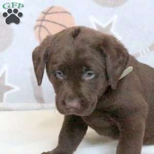 Boone, Chocolate Labrador Retriever Puppy