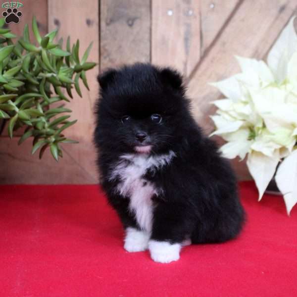Boots, Pomeranian Puppy