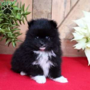 Boots, Pomeranian Puppy