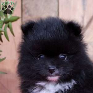 Boots, Pomeranian Puppy