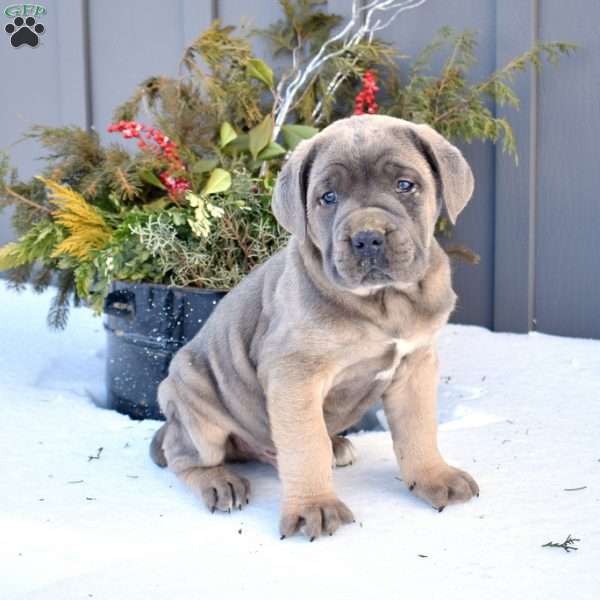Boulder, Cane Corso Puppy