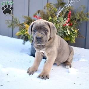 Boulder, Cane Corso Puppy