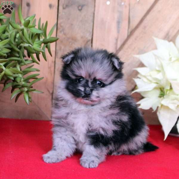 Bouncer, Pomeranian Puppy
