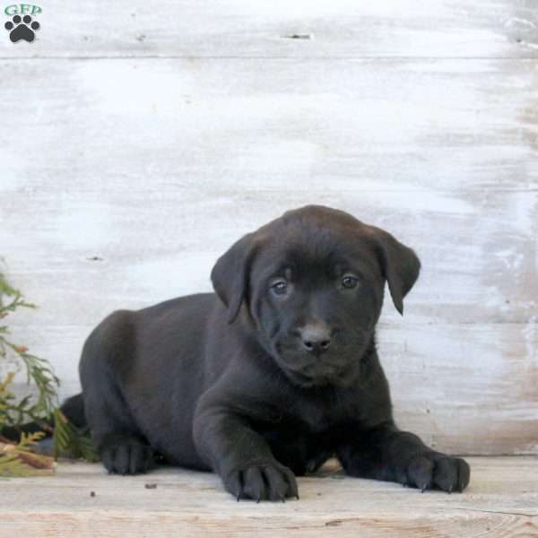 Bowen, Labrador Mix Puppy