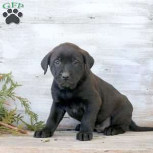Bowen, Labrador Mix Puppy