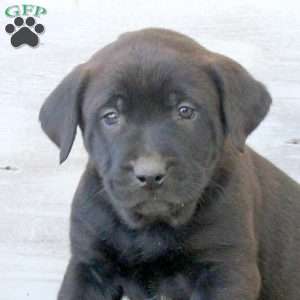 Bowen, Labrador Mix Puppy