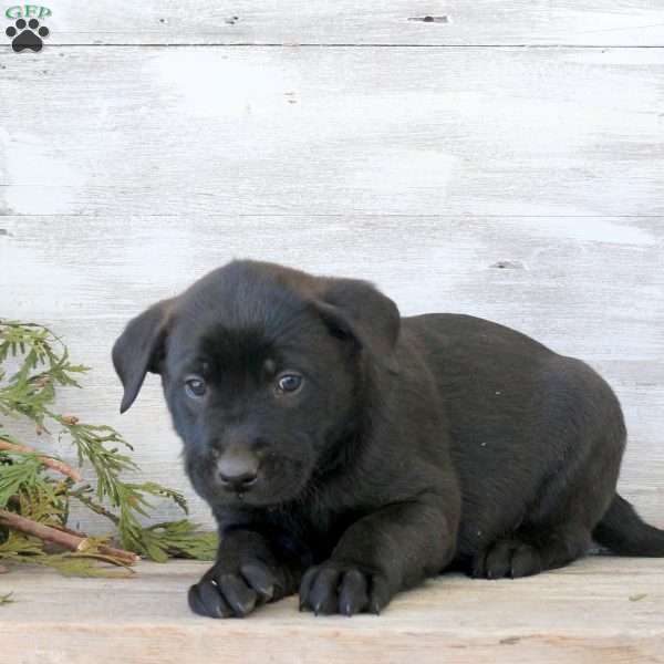 Bowie, Labrador Mix Puppy
