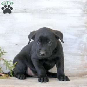 Bowie, Labrador Mix Puppy