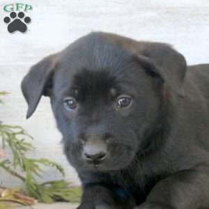 Bowie, Labrador Mix Puppy