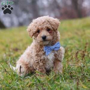 Brady, Bich-Poo Puppy