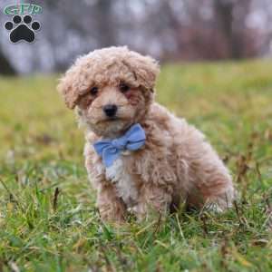 Brady, Bich-Poo Puppy