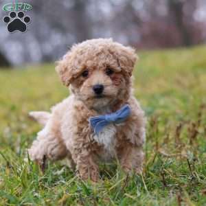 Brady, Bich-Poo Puppy