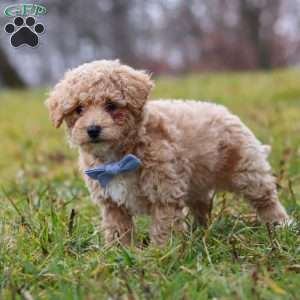 Brady, Bich-Poo Puppy