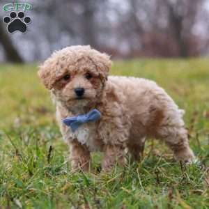 Brady, Bich-Poo Puppy