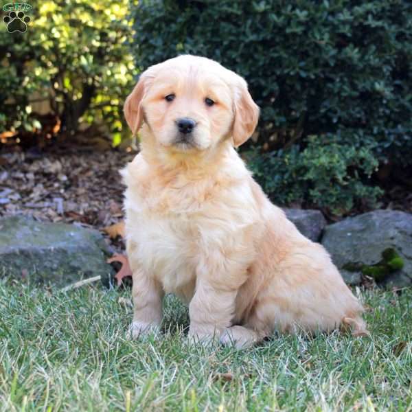 Brandy, Golden Retriever Puppy